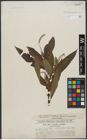 Foto von Salix triandra L. x Salix viminalis L.